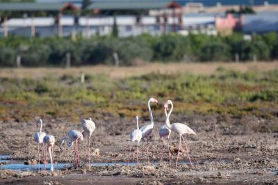 Vrijstaande-Villas-natuurlijke-omgeving-regio-alicante_10_original